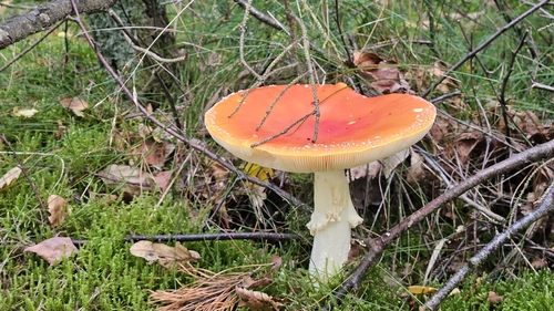 Fly Agaric
