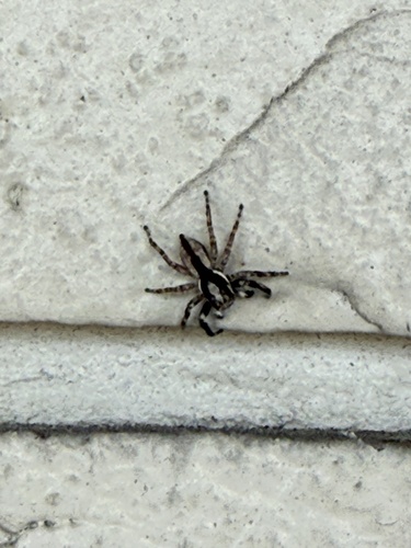 Gray Wall Jumping Spider