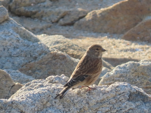 Eurasian Linnet
