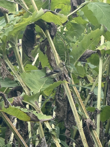 American Goldfinch
