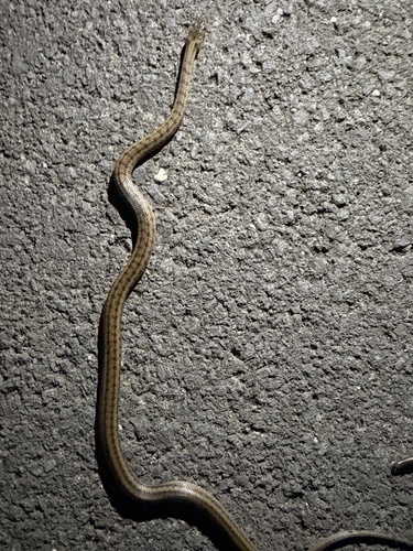 Smooth Snake