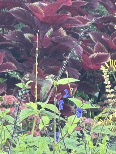 Ruby-throated Hummingbird