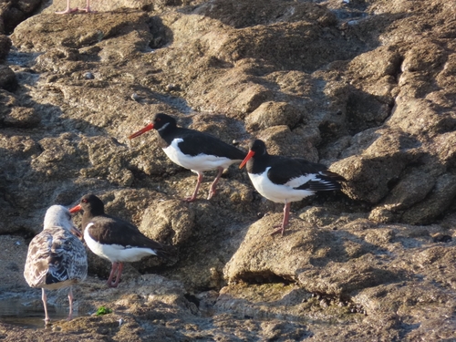 Eurasian Oystercatcher