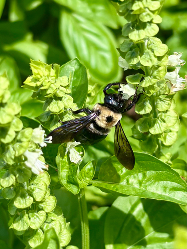 Eastern Carpenter Bee