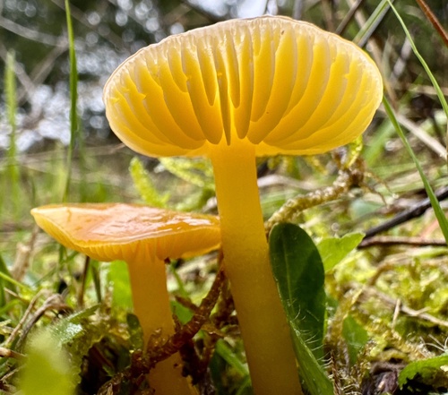 Golden Waxcap