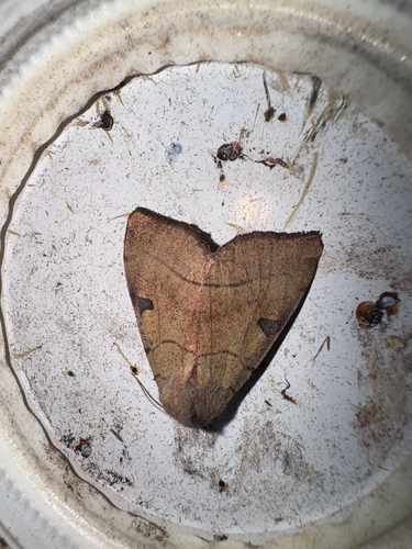 Bent-lined Dart