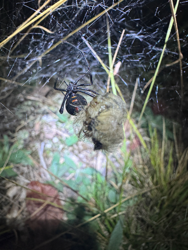 Northern Black Widow