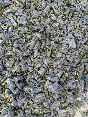 Star Jelly