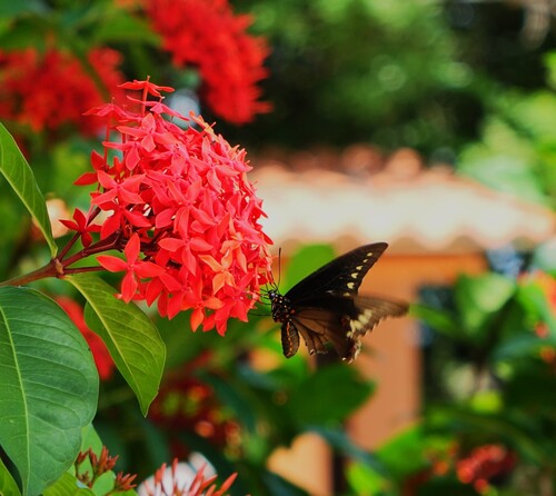 Polydamas Swallowtail (Battus polydamas)