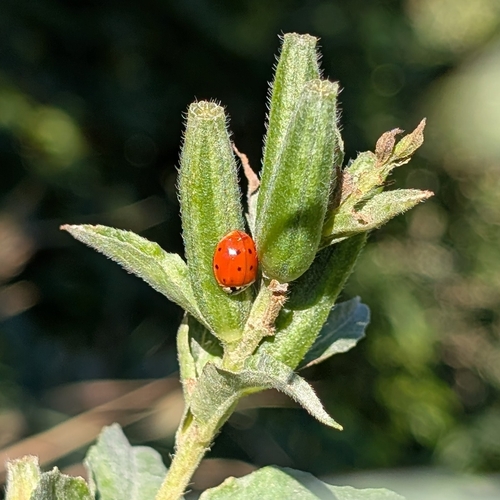 Asian Lady Beetle