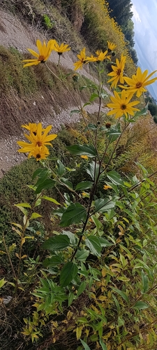 Jerusalem artichoke
