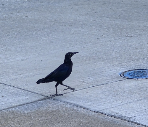 Great-tailed Grackle