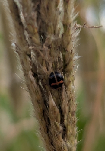 Asian Lady Beetle