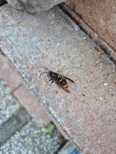 Yellow-legged Hornet
