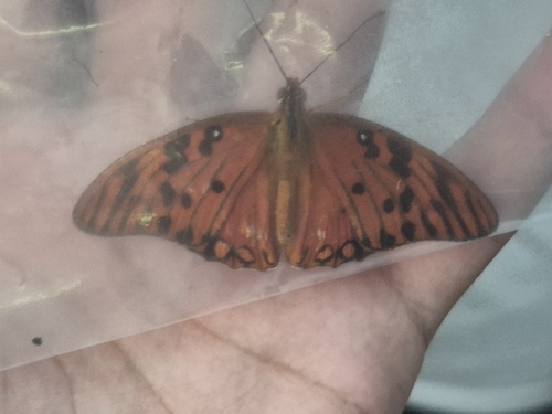 Gulf Fritillary