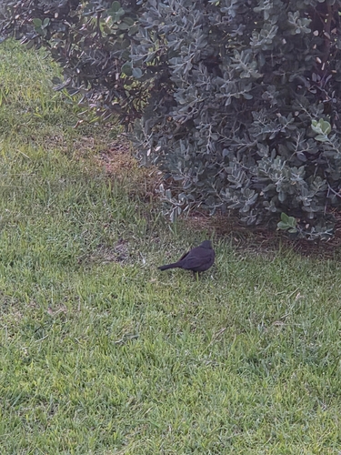 Eurasian Blackbird
