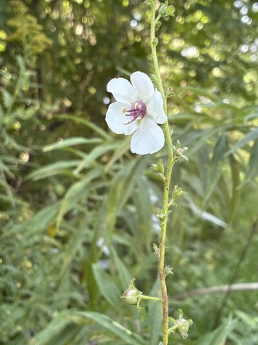 moth mullein