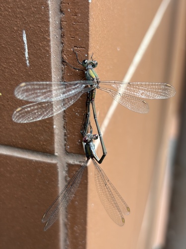 Western Willow Spreadwing