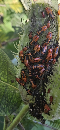 Large Milkweed Bug