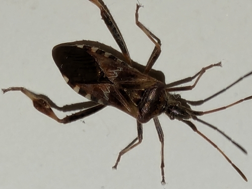 Western Conifer Seed Bug
