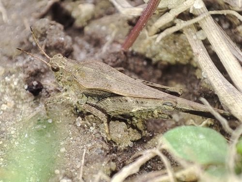 Slender Groundhopper