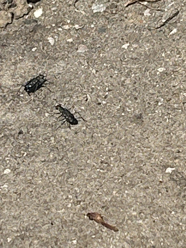 Ocellated Tiger Beetle