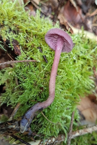 Amethyst Deceiver