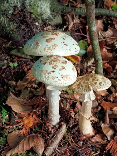 False Death-cap