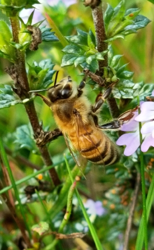 Western Honey Bee