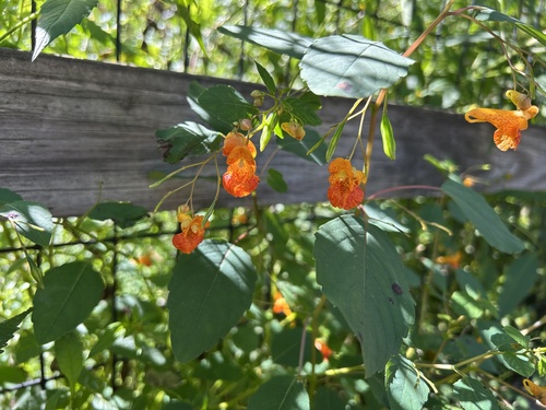 common jewelweed
