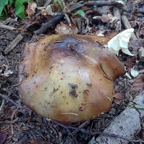 Russula viscida