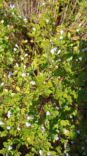 Georgia calamint