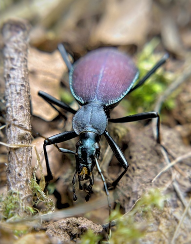 Narrow-collared Snail-eating Beetle