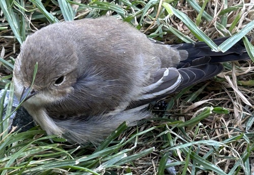 European Pied Flycatcher