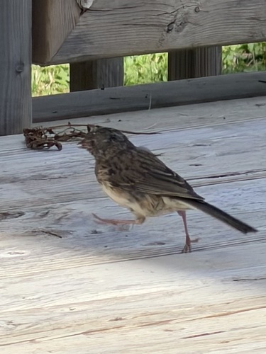 Dark-eyed Junco