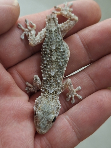 Moorish Gecko