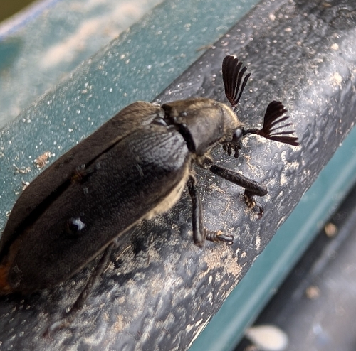 Cedar Beetle