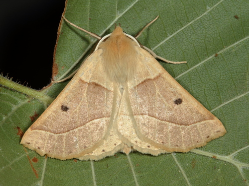 Scalloped Oak
