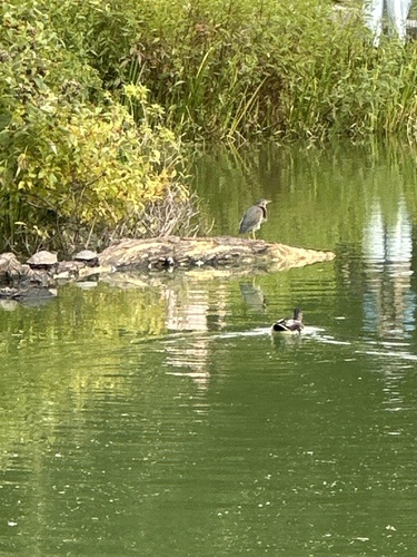 Green Heron