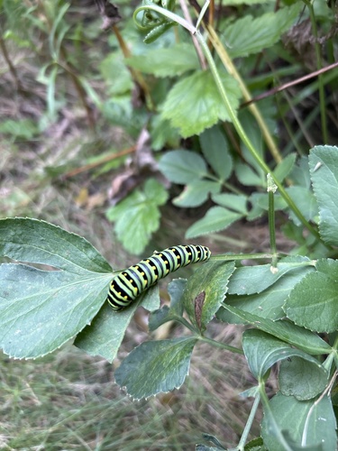 Eastern Black Swallowtail
