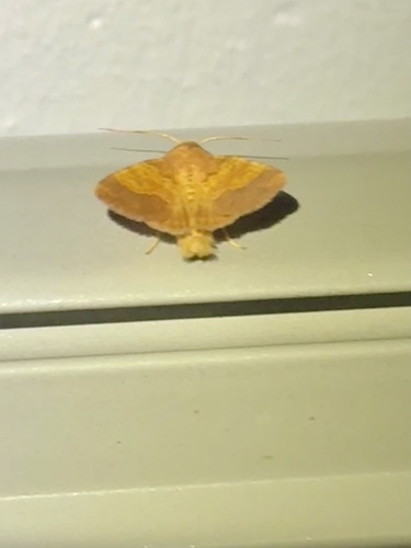 Barred Sallow