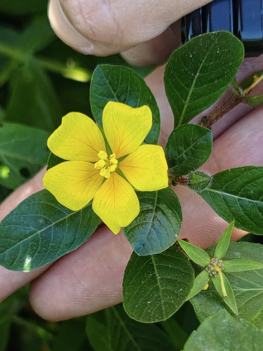 floating primrose-willow