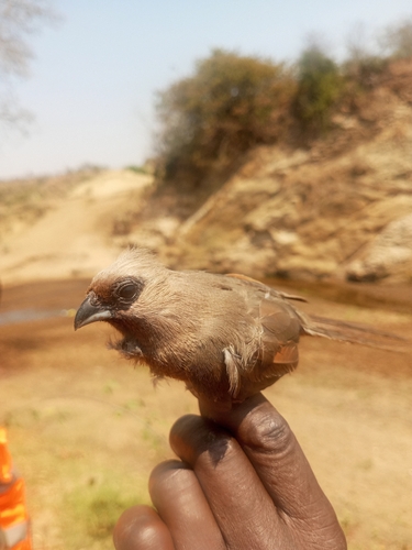 Speckled Mousebird