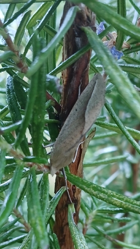 Compsoptera opacaria