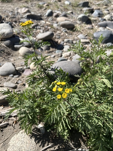 Common Tansy