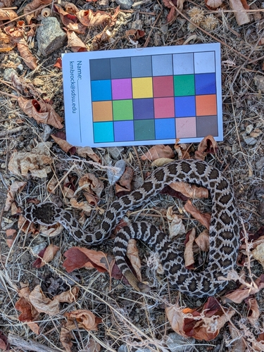 Southern Pacific Rattlesnake