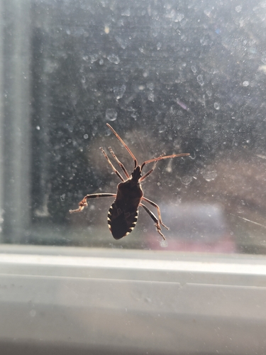 Western Conifer Seed Bug