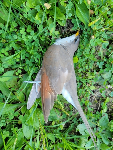 Yellow-billed Cuckoo