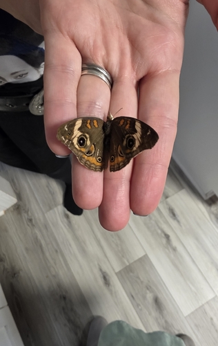 Common Buckeye