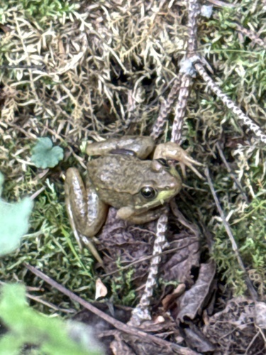 Green Frog